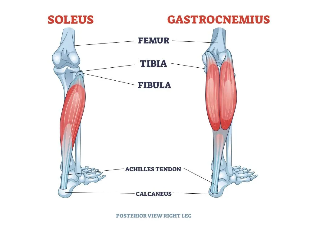 Calf muscle anatomy showing gastrocnemius and soleus muscles with labelled leg bones